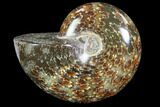Polished, Agatized Ammonite- Madagascar #88092-1